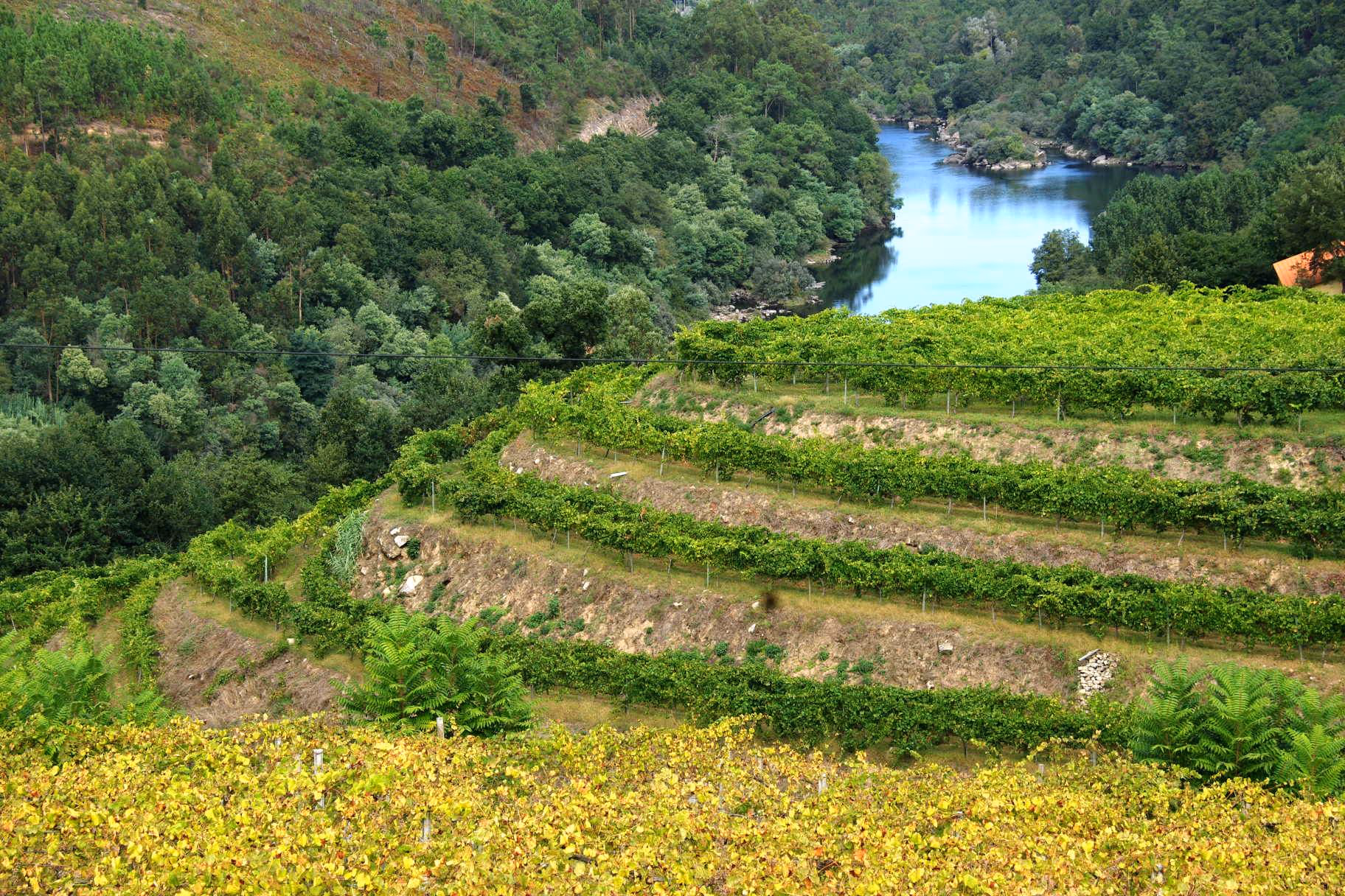 Paisagem verdejante junto ao rio Minho na região dos Vinhos Verdes