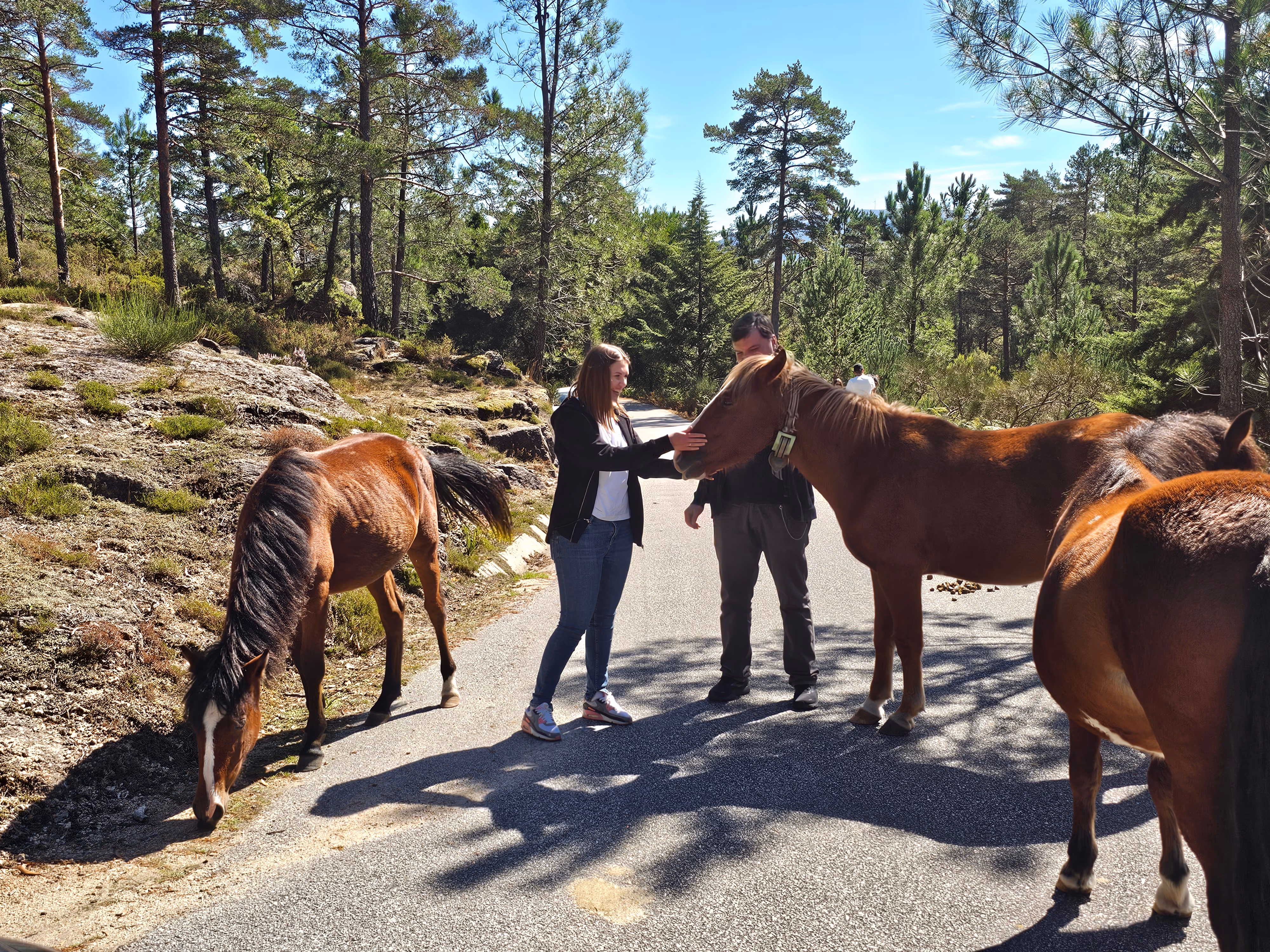 Wild Garrano horses in Peneda-Gerês National Park, Portugal